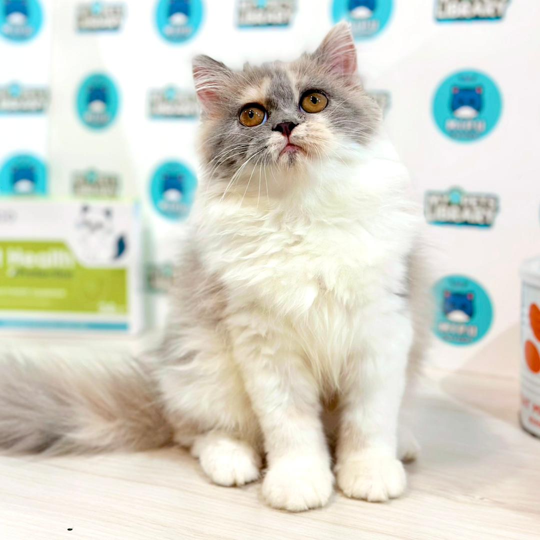 Persian Kitten
