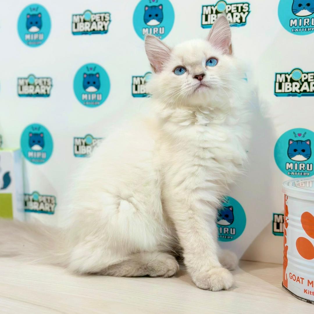 Himalayan Persian Kitten