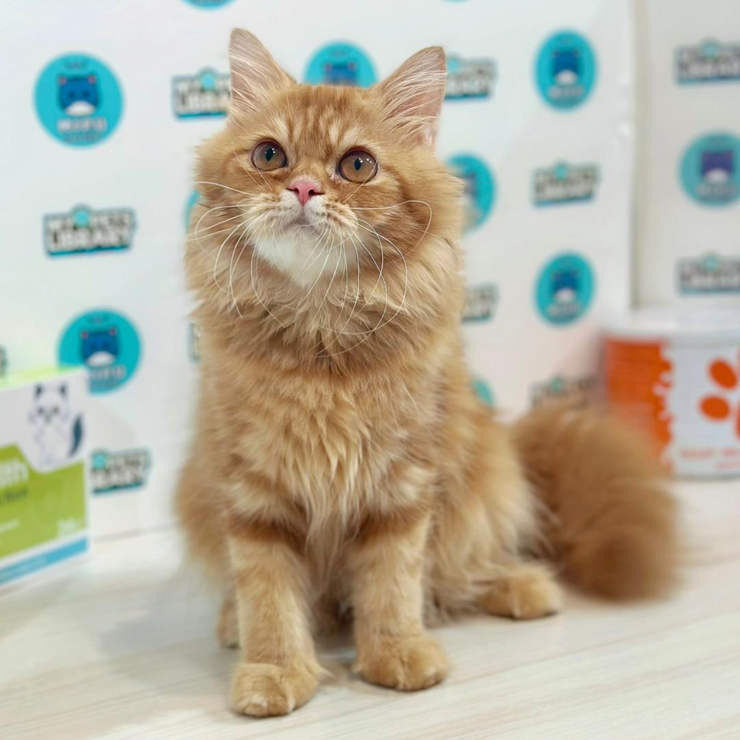 Scottish Persian Kitten