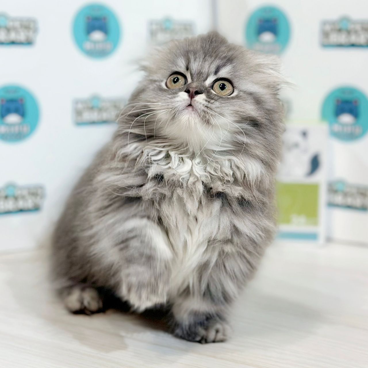 Super Short Minuet Napoleon Kitten