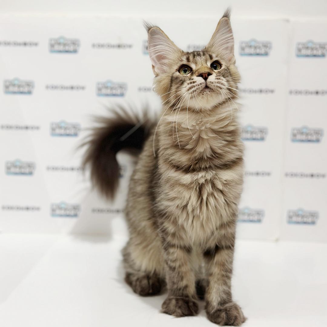 Maine Coon Kitten
