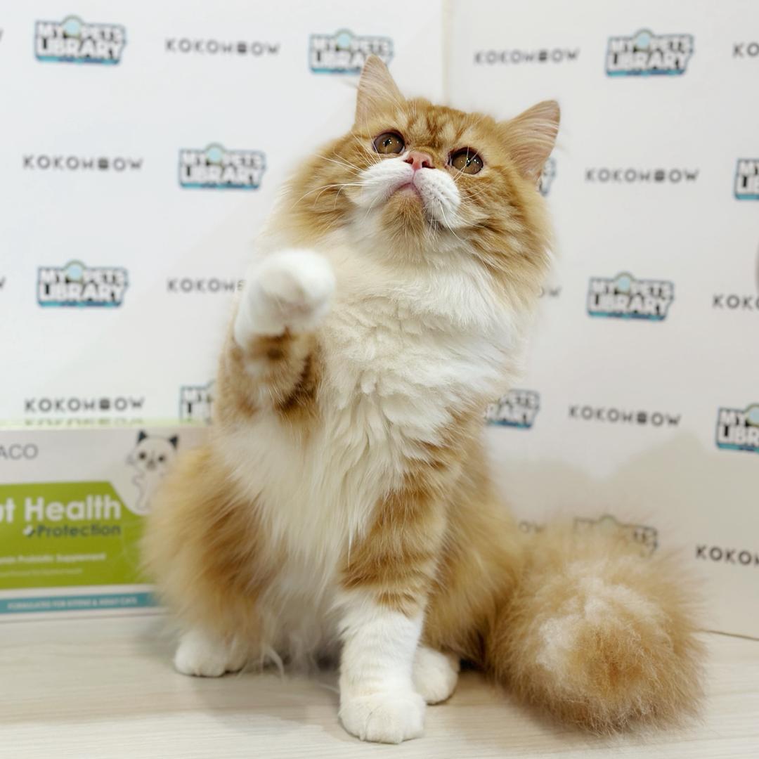 Persian Kitten