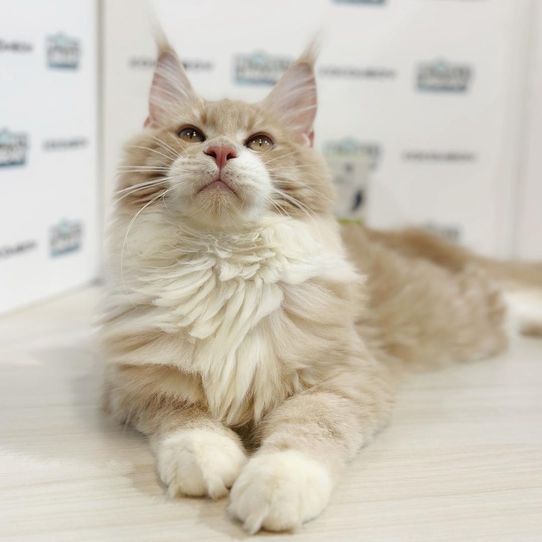 Maine Coon Kitten