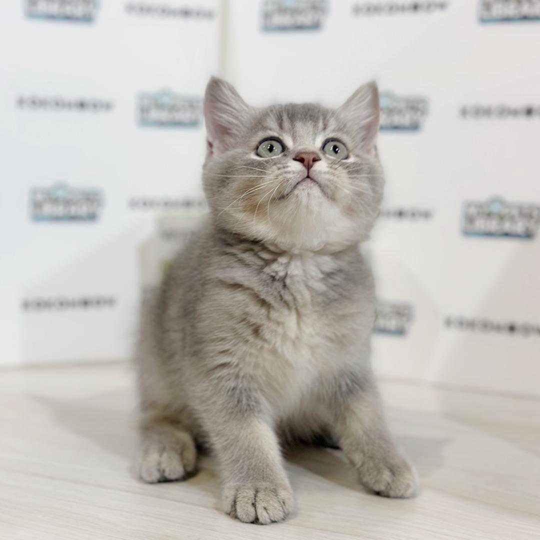 British Shorthair Kitten