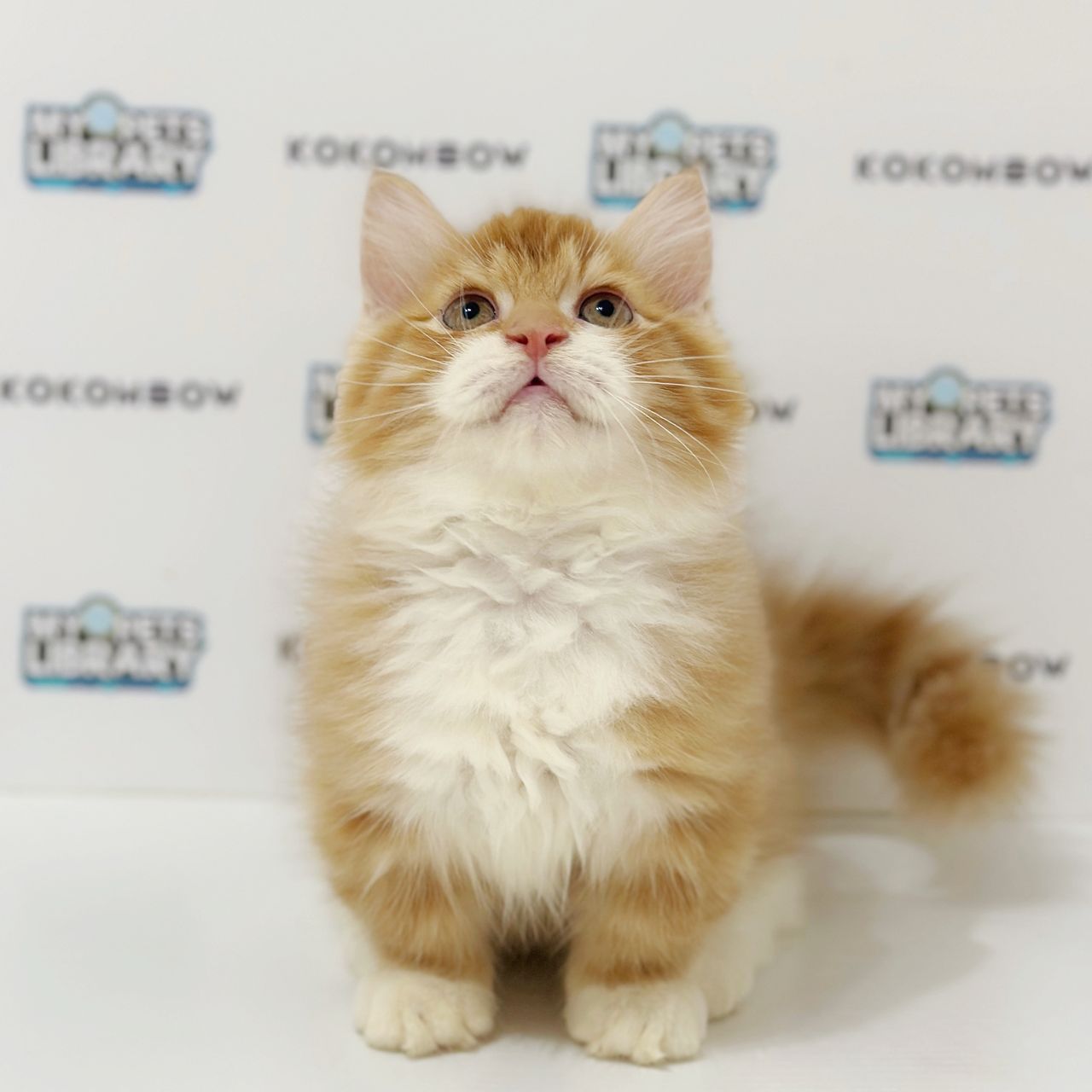 Super Short Munchkin Longhair Kitten