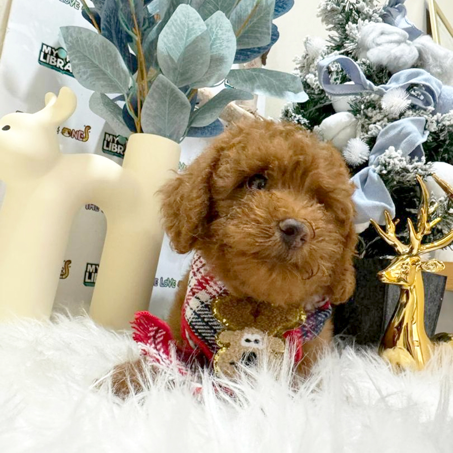 Tiny Poodle Puppy