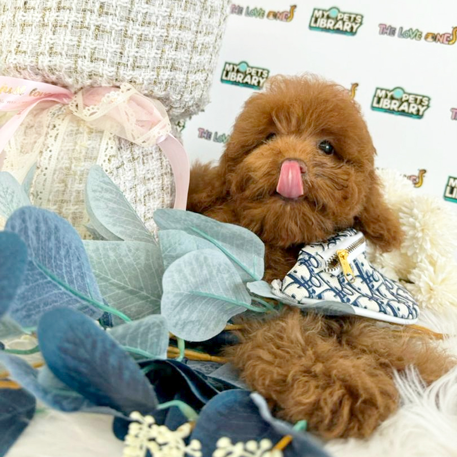 Tiny Poodle Puppy