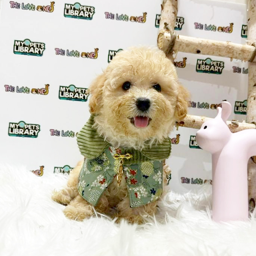 Tiny Poodle Puppy