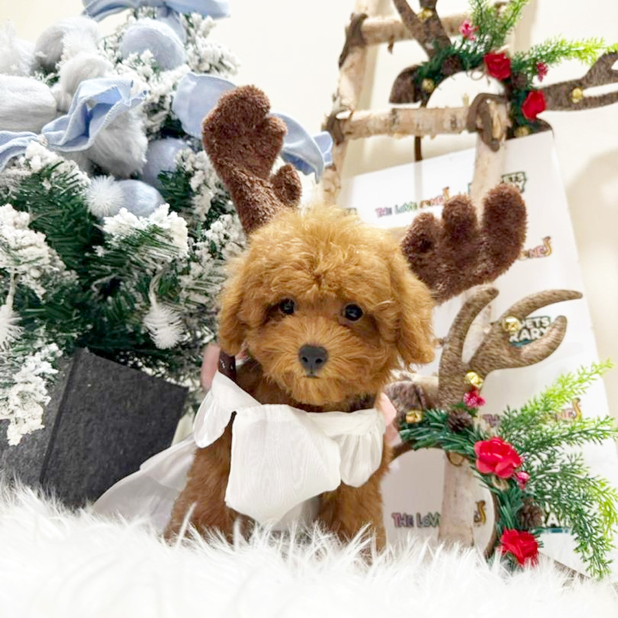 Tiny Poodle Puppy
