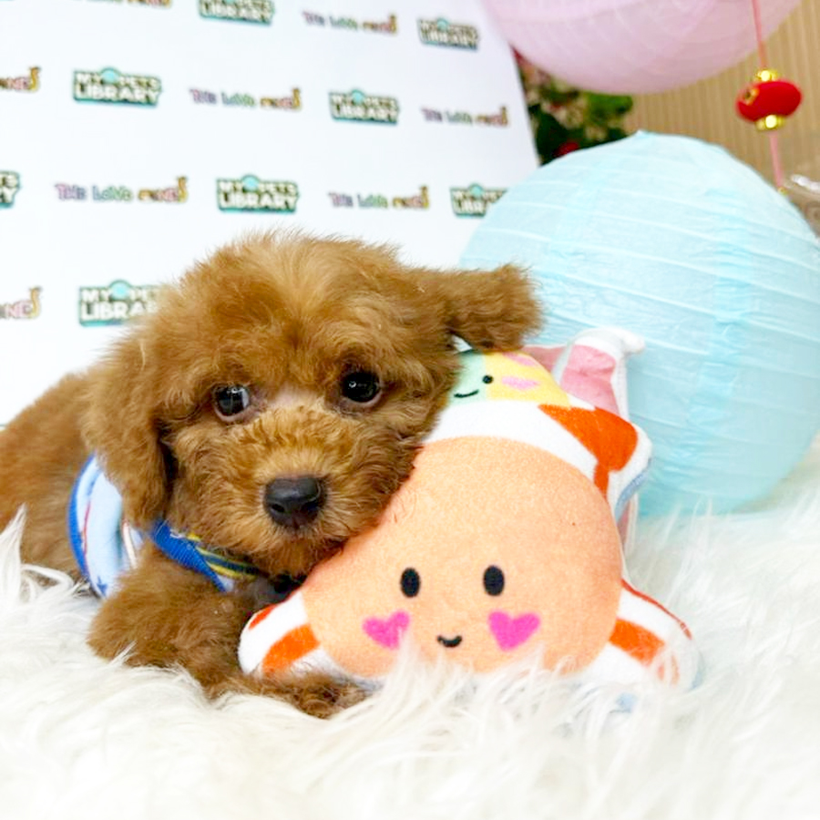 Tiny Poodle Puppy