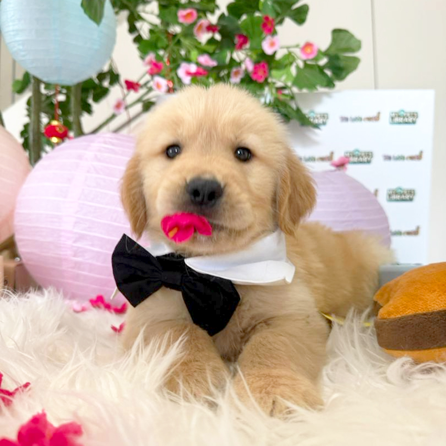Golden Retriever Puppy