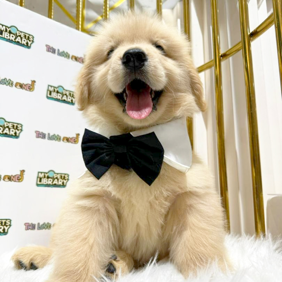 Golden Retriever Puppy