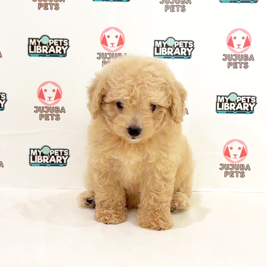 Toy Poodle Puppy