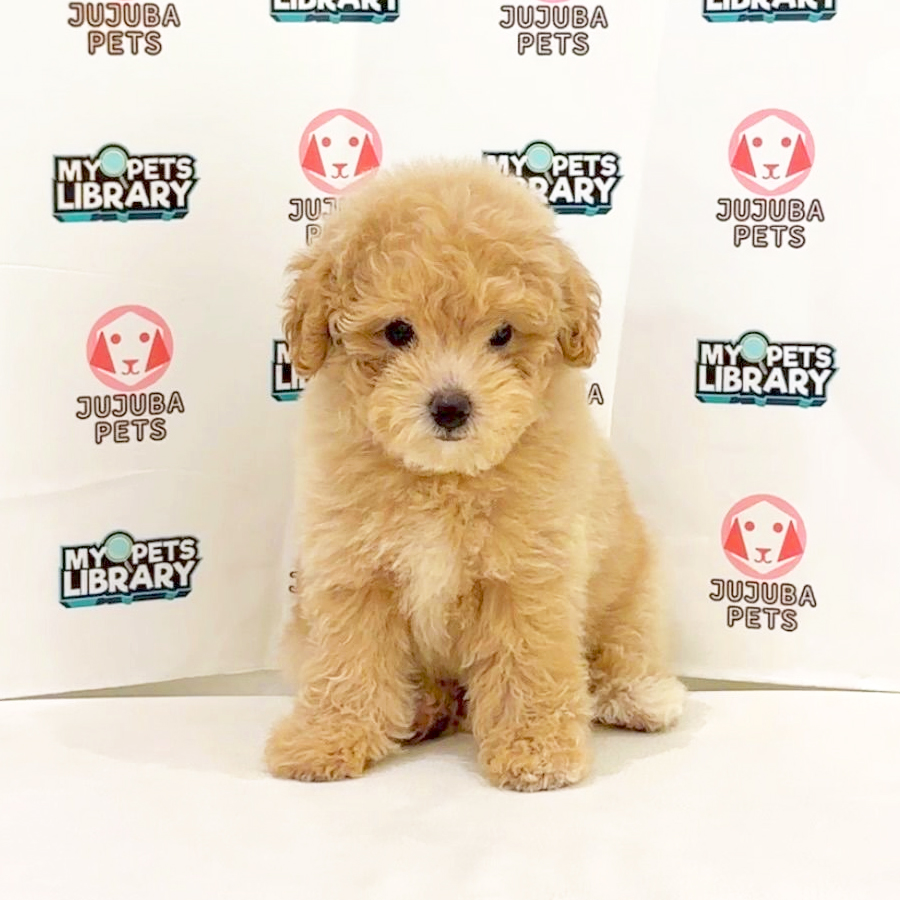 Toy Poodle Puppy