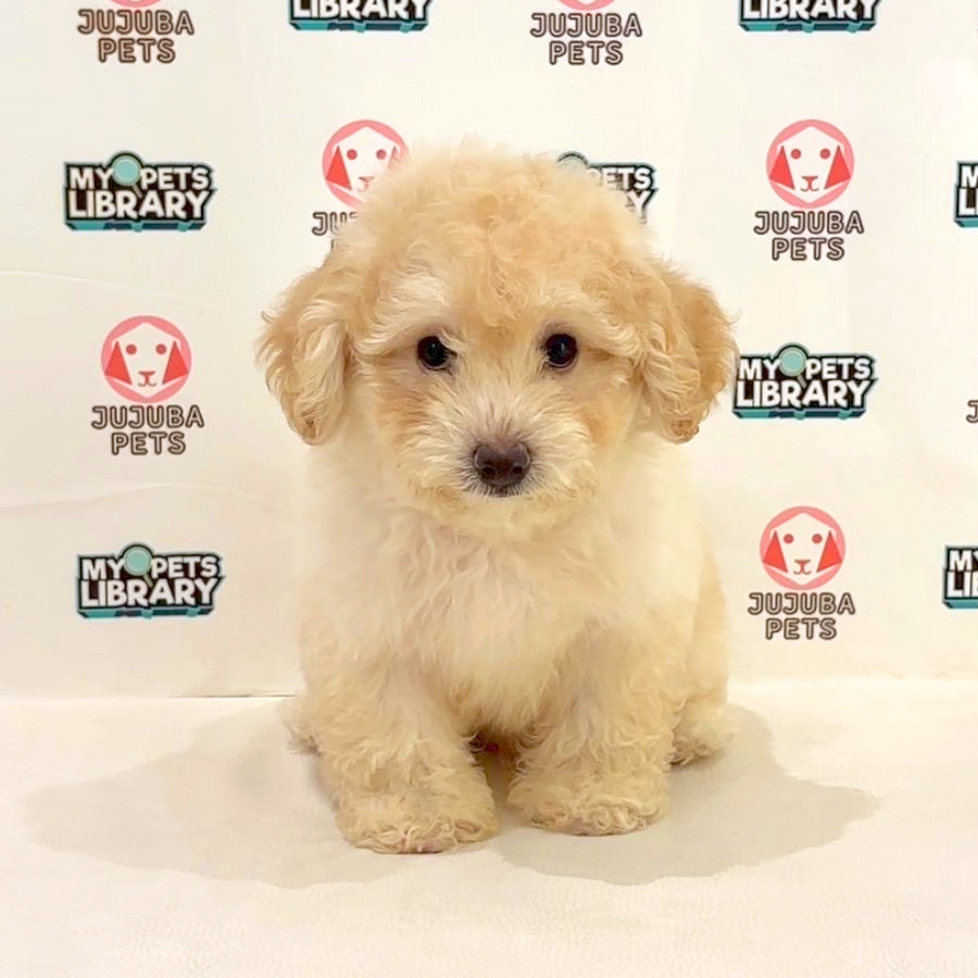 Toy Poodle Puppy