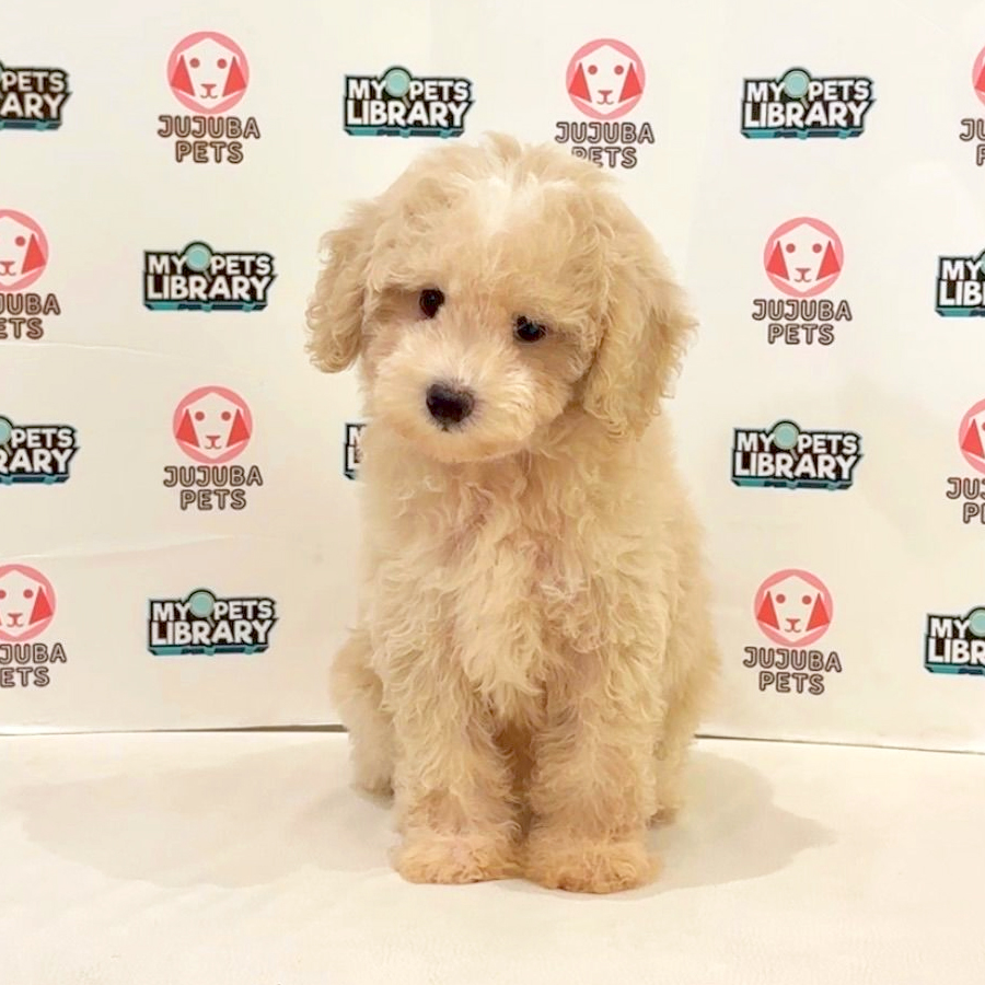 Toy Poodle Puppy