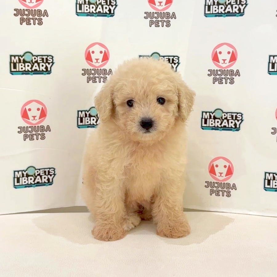 Toy Poodle Puppy