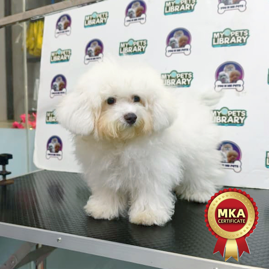 MKA Tiny Bichon Frise Puppy