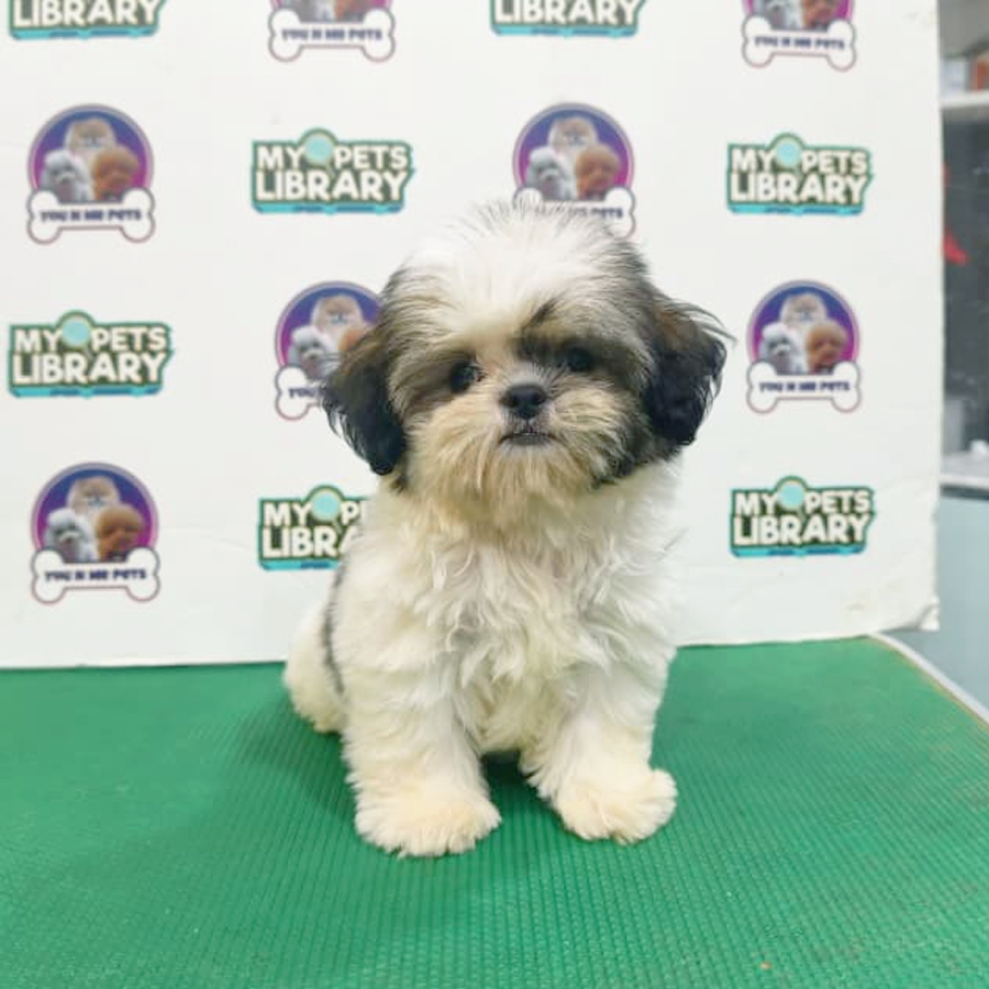 Tiny Shih Tzu Puppy
