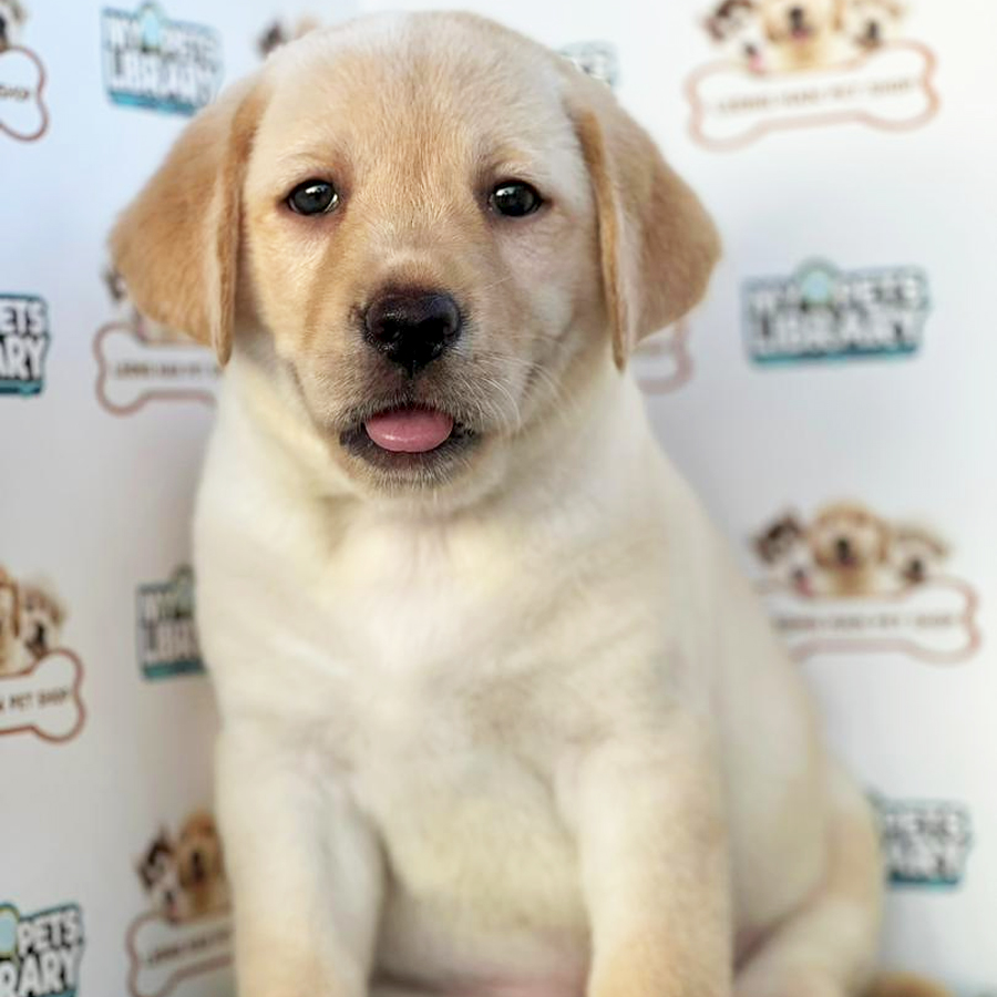 Labrador Retriever Puppy