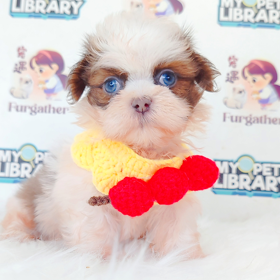 Shihpoo Puppy
