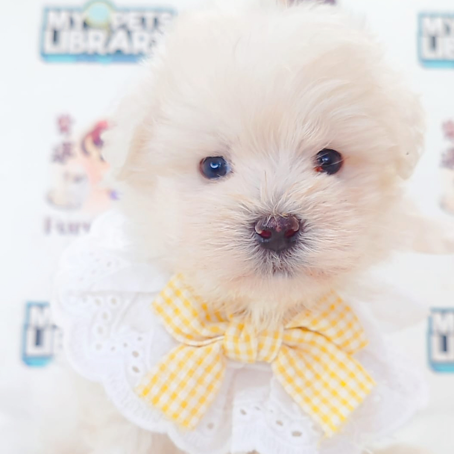 Maltipoo Puppy