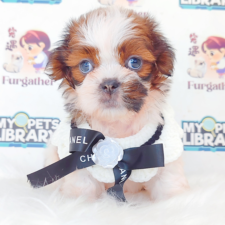 Shih Tzu Puppy