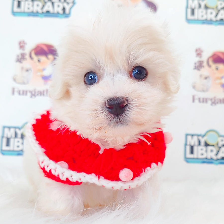 Maltipoo Puppy