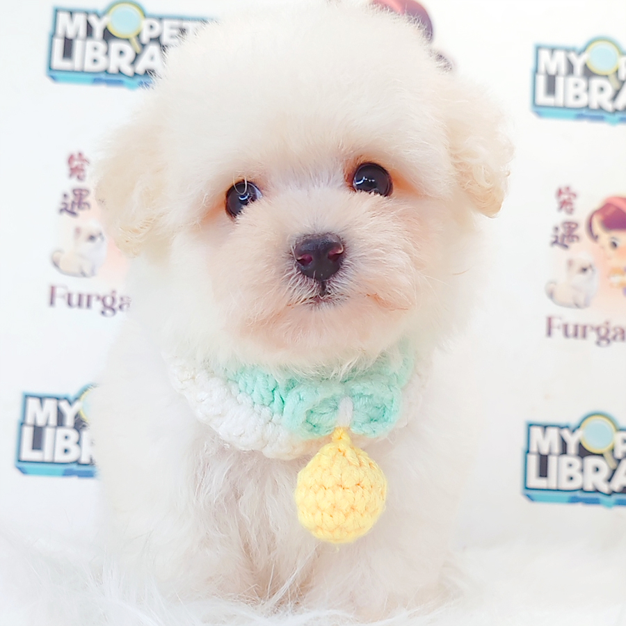 Bichon Frise Puppy