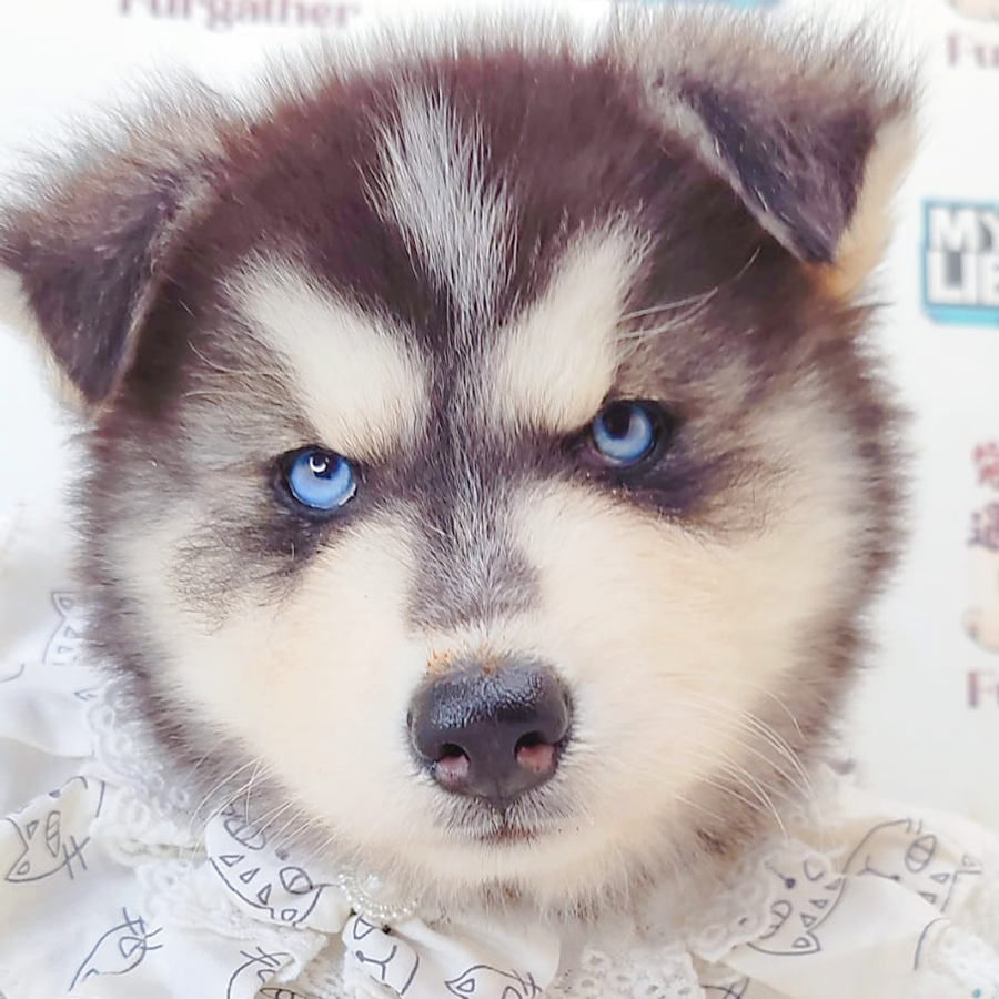 Wooly Husky Puppy