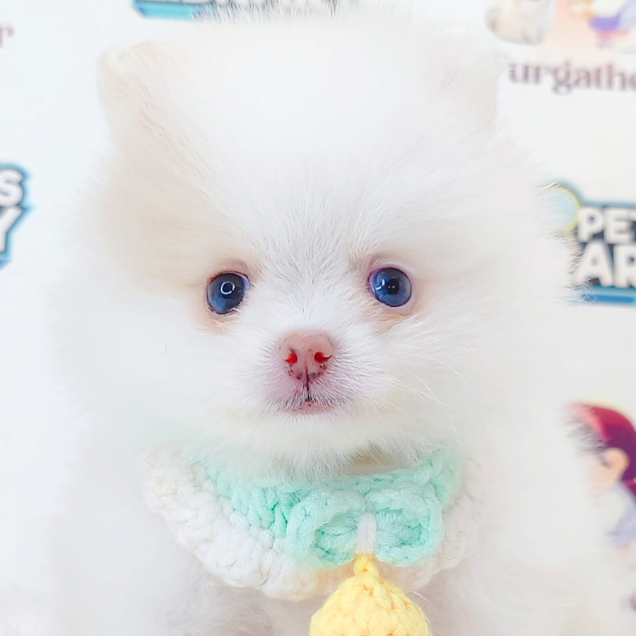 Pomeranian Puppy