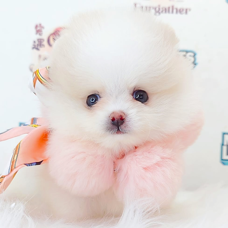 Pomeranian Puppy