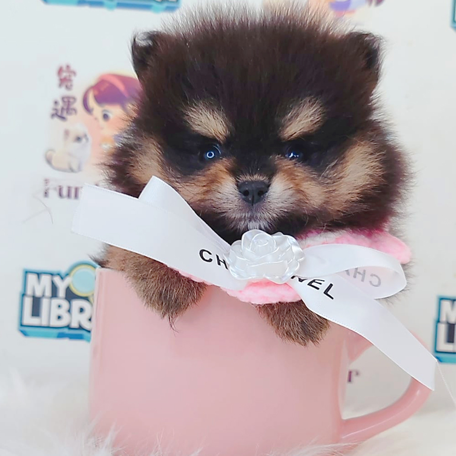 Pomeranian Puppy
