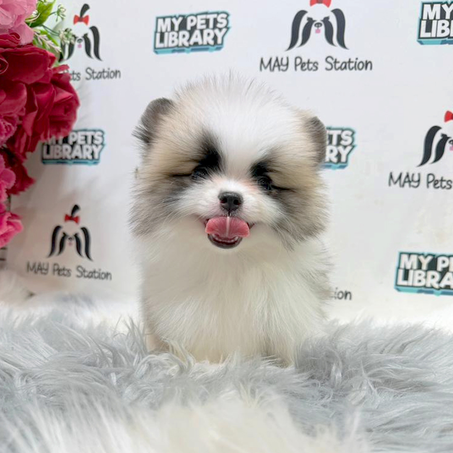 Pomeranian Puppy