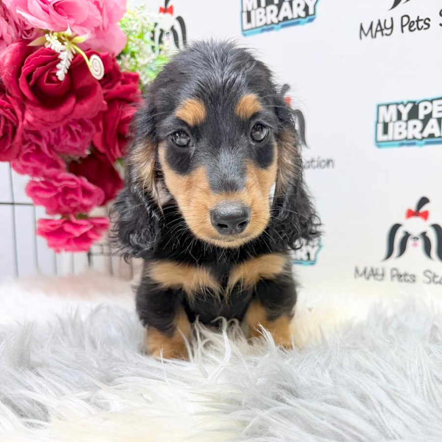 Dachshund Puppy