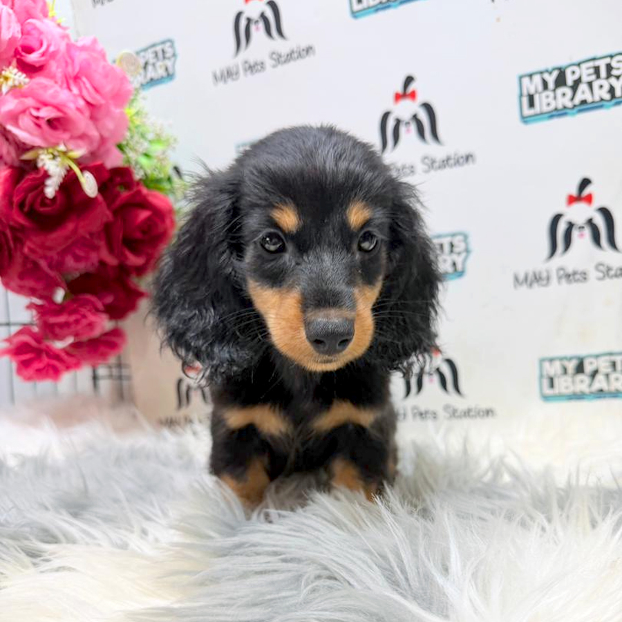 Dachshund Puppy