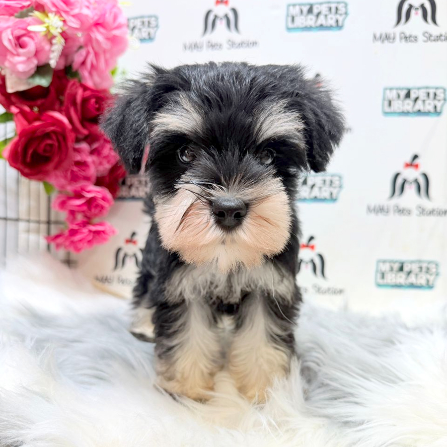 Schnauzer Puppy