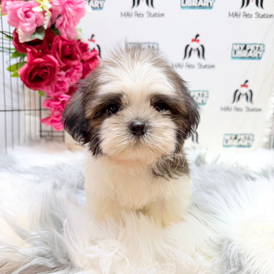 Shih Tzu Puppy