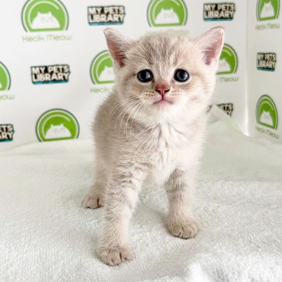 British Shorthair Kitten