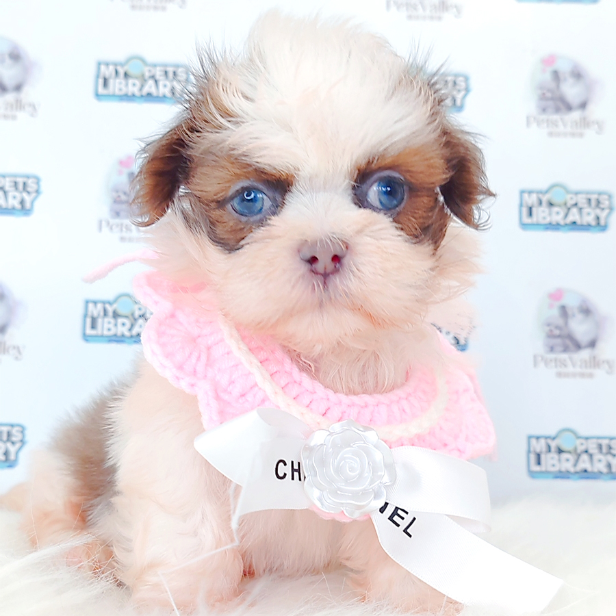 Shihpoo Puppy