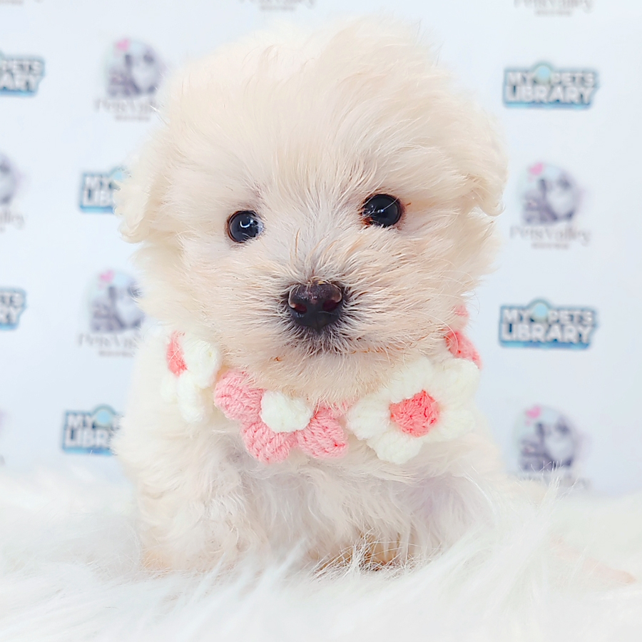Maltipoo Puppy