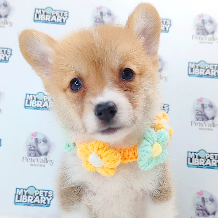 Welsh Corgi Puppy