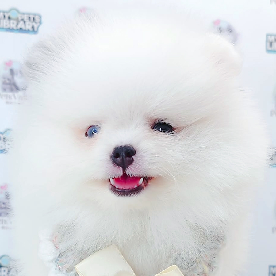 Pomeranian Puppy