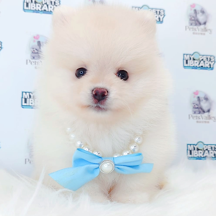 Pomeranian Puppy