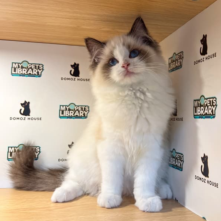 Ragdoll Kitten