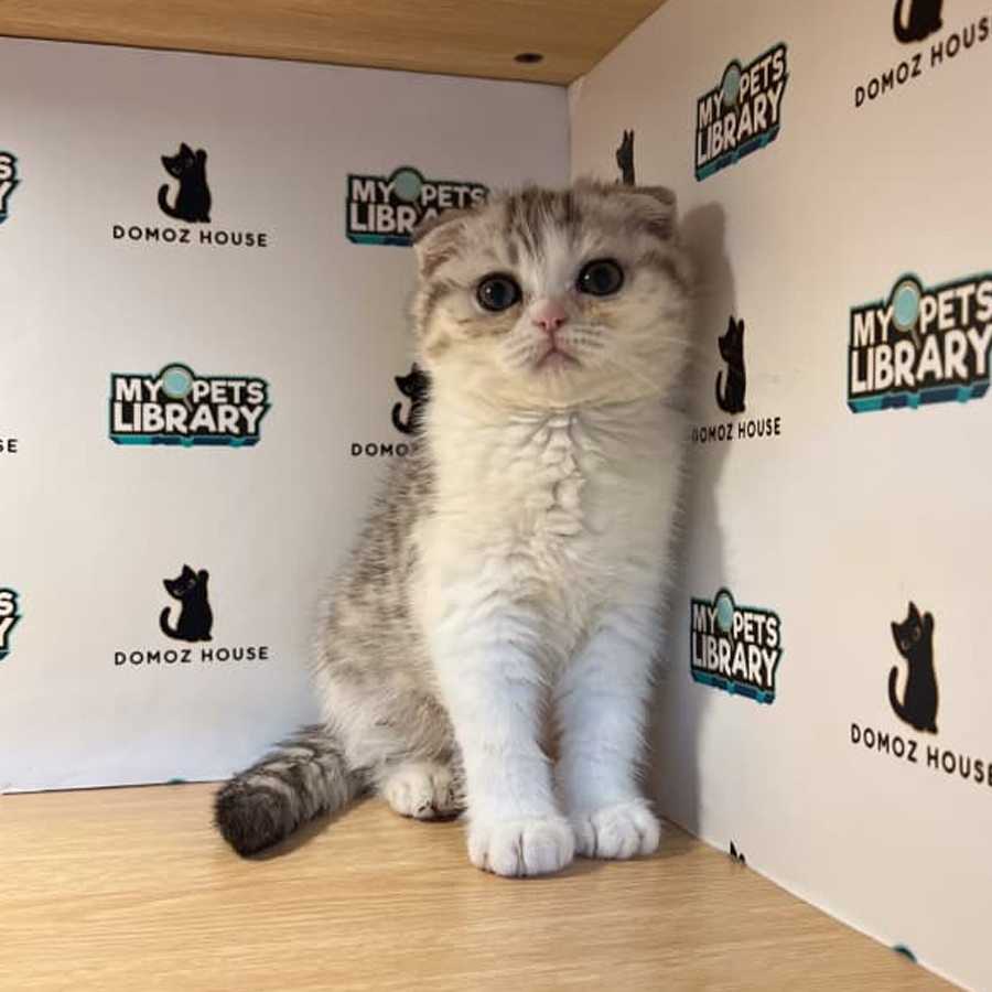 Scottishfold Kitten