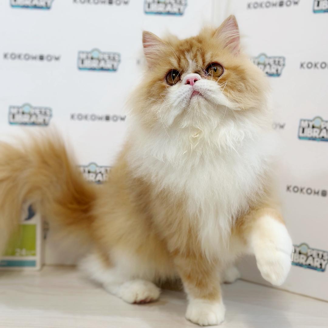 Persian Kitten