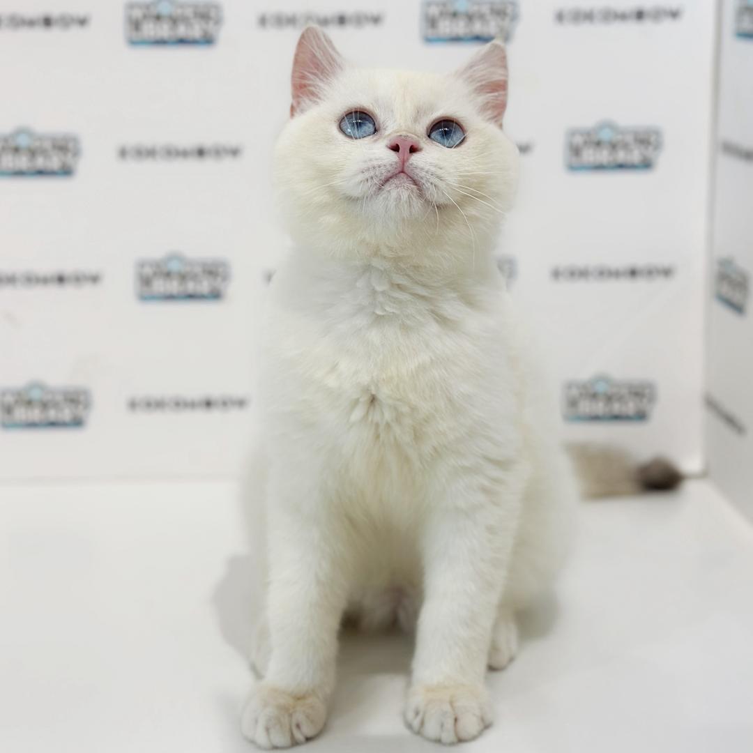 British Shorthair Kitten