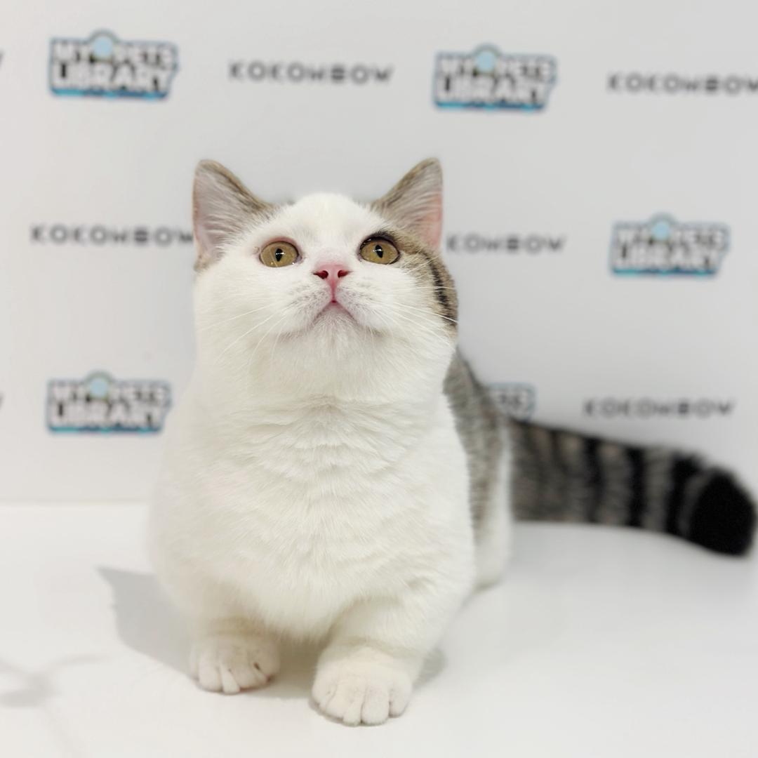 Super Short Munchkin British Shorthair Kitten