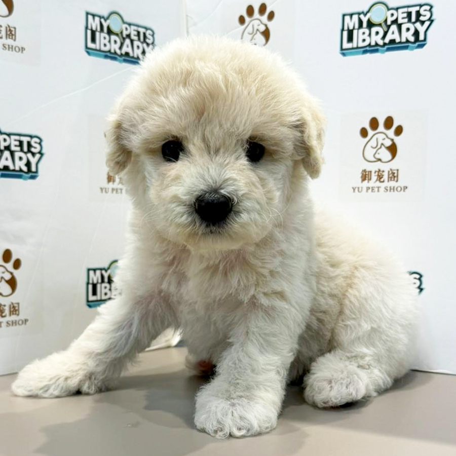 Toy Poodle Puppy